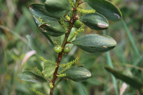 Galls on Sydney Golden Wattle.JPG
