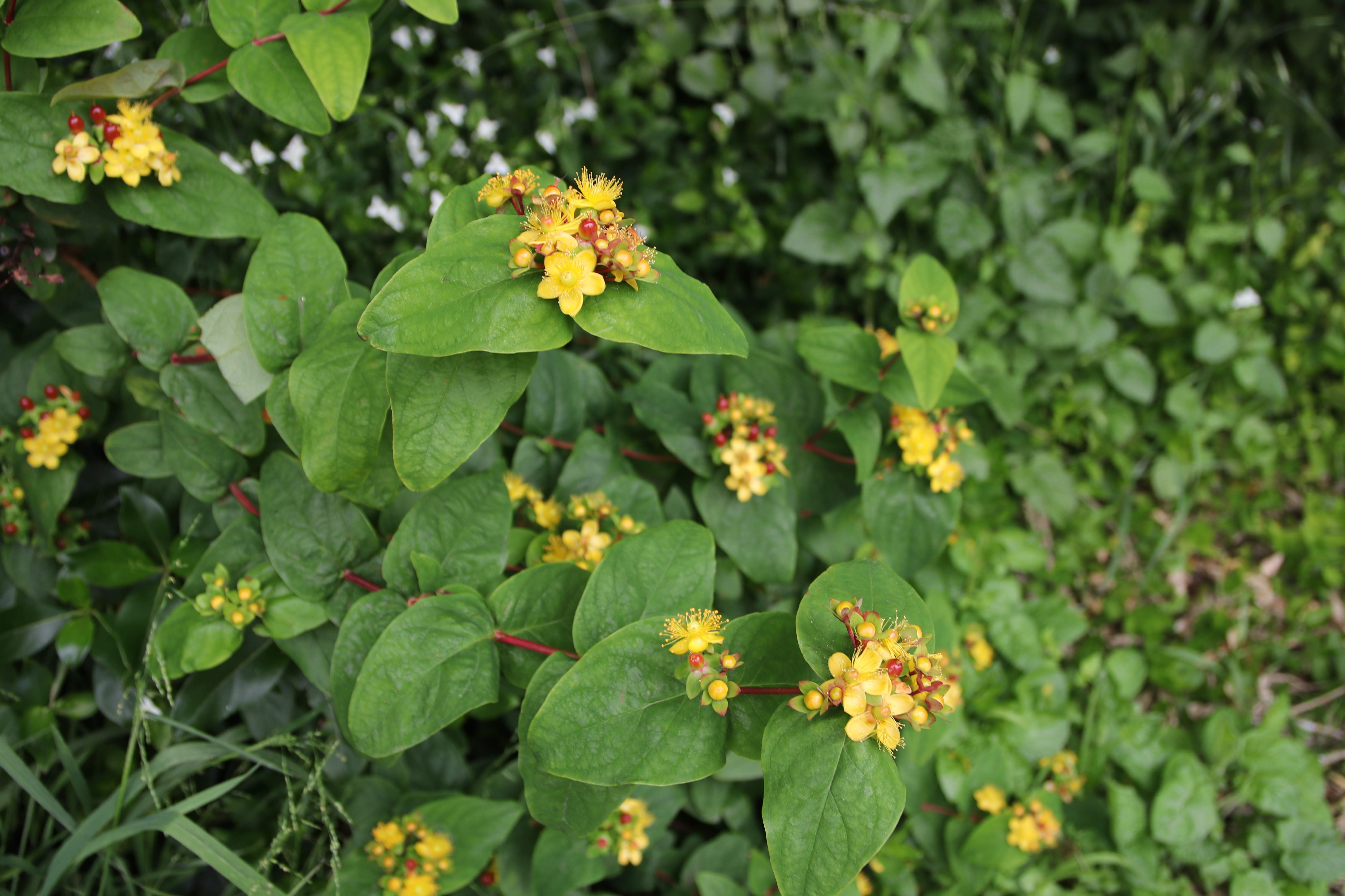Tutsan plant
