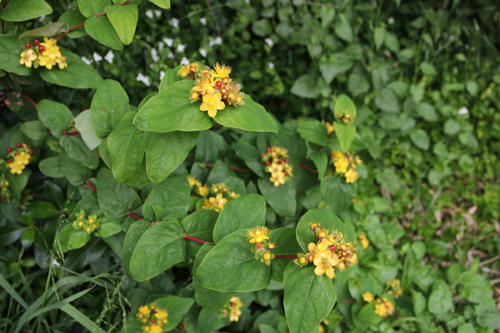 Tutsan plant
