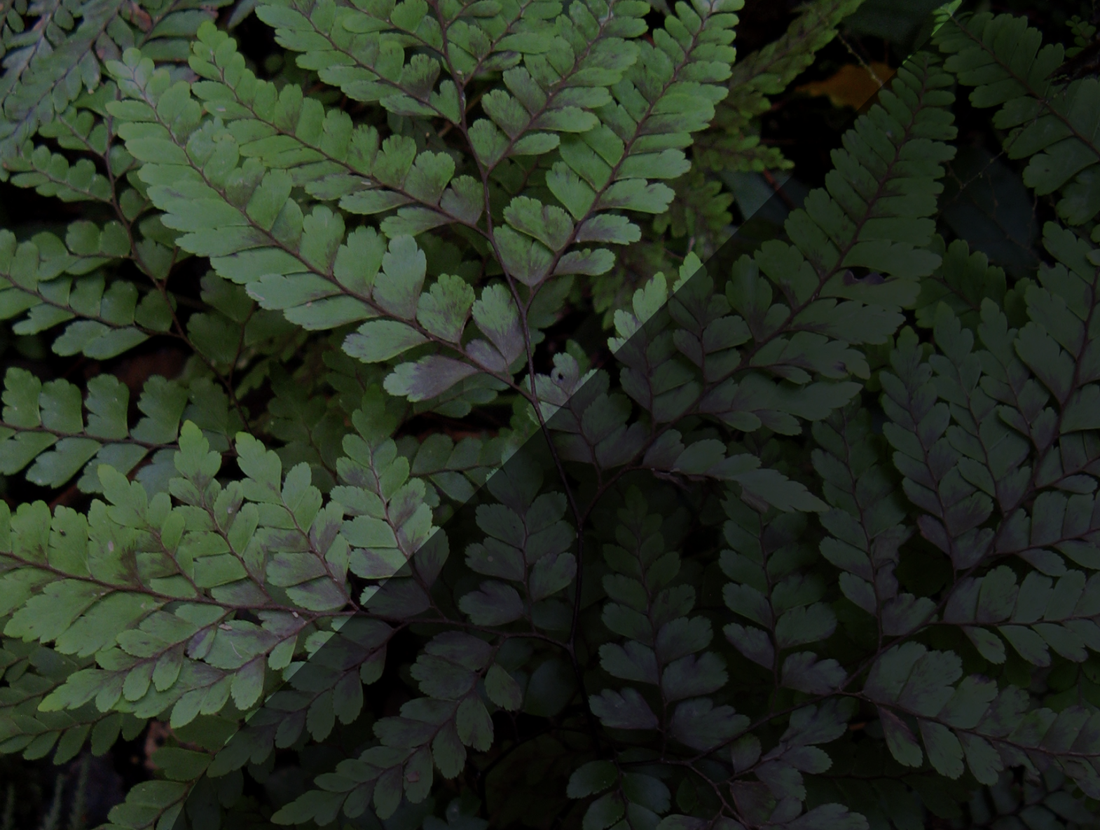 Page Header