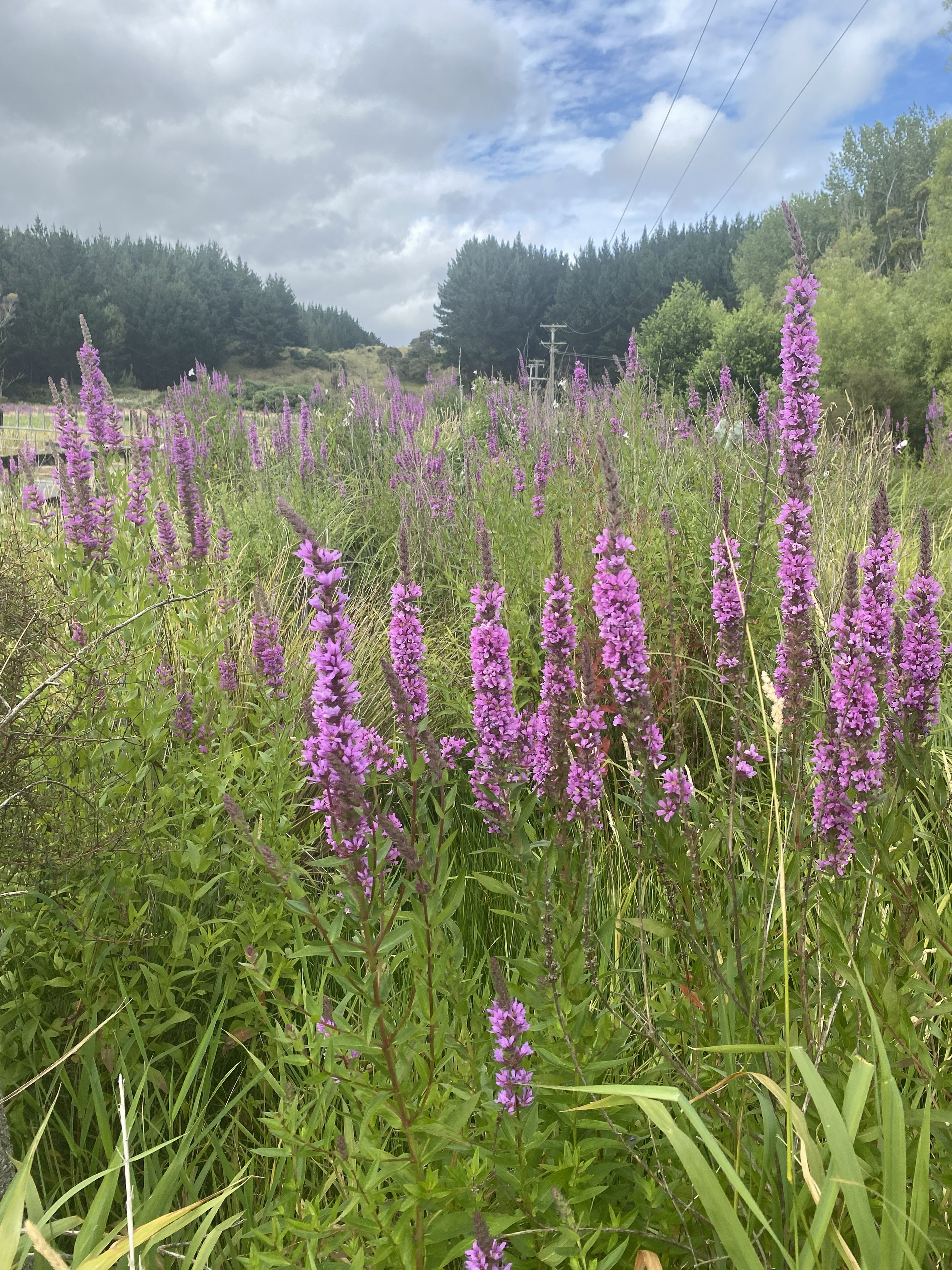 Purple loosestrife roadside