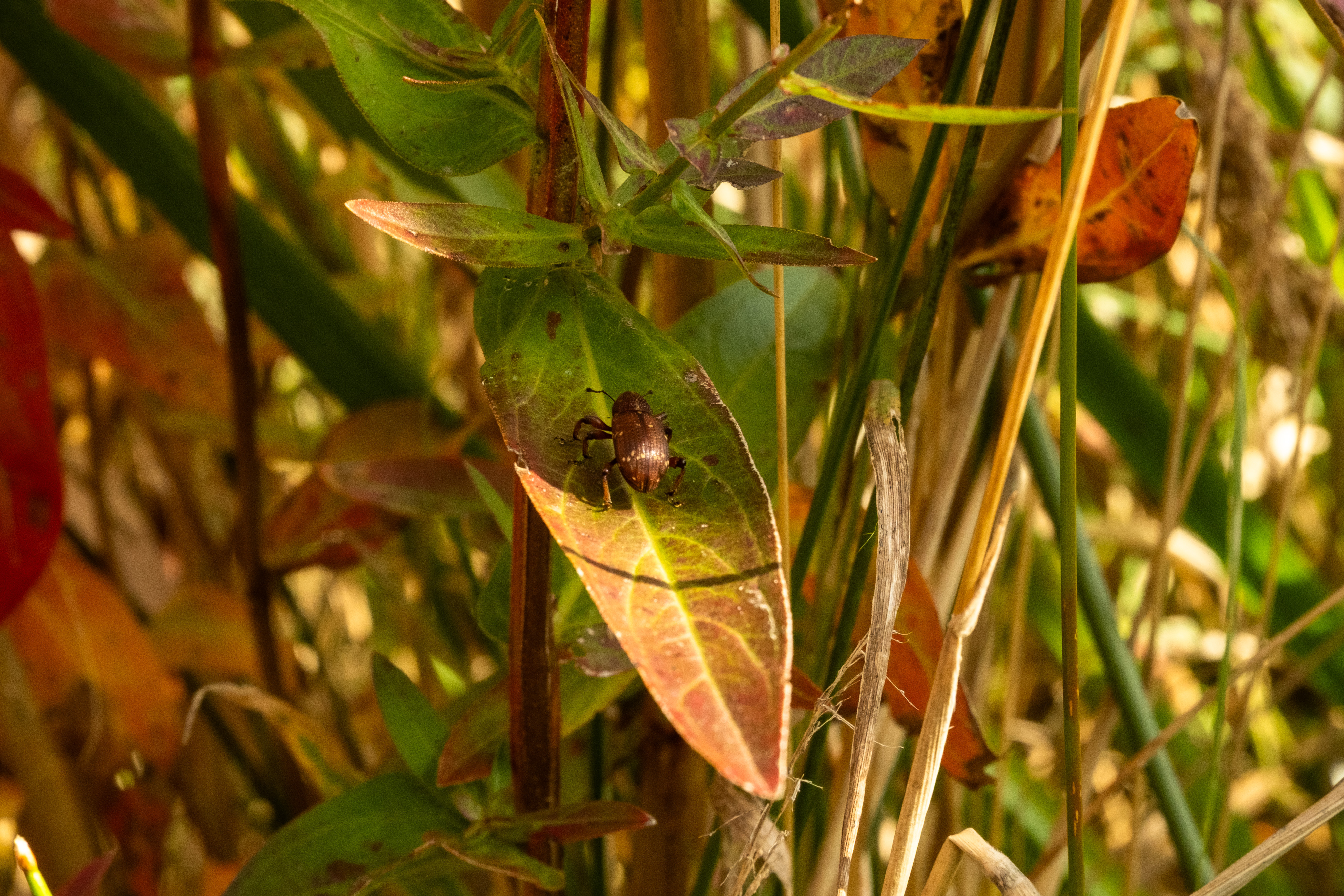 Purple Loosestrife Weevil Release 1