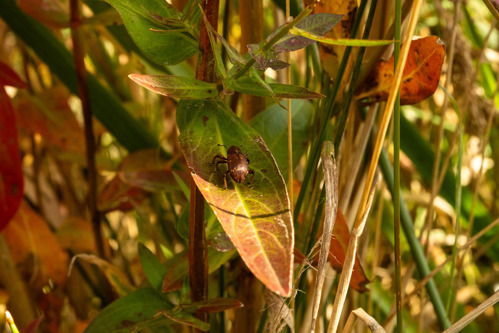 Purple Loosestrife Weevil Release 1