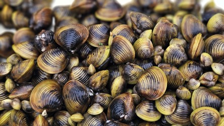 Gold clams NIWA