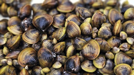 Gold clams NIWA