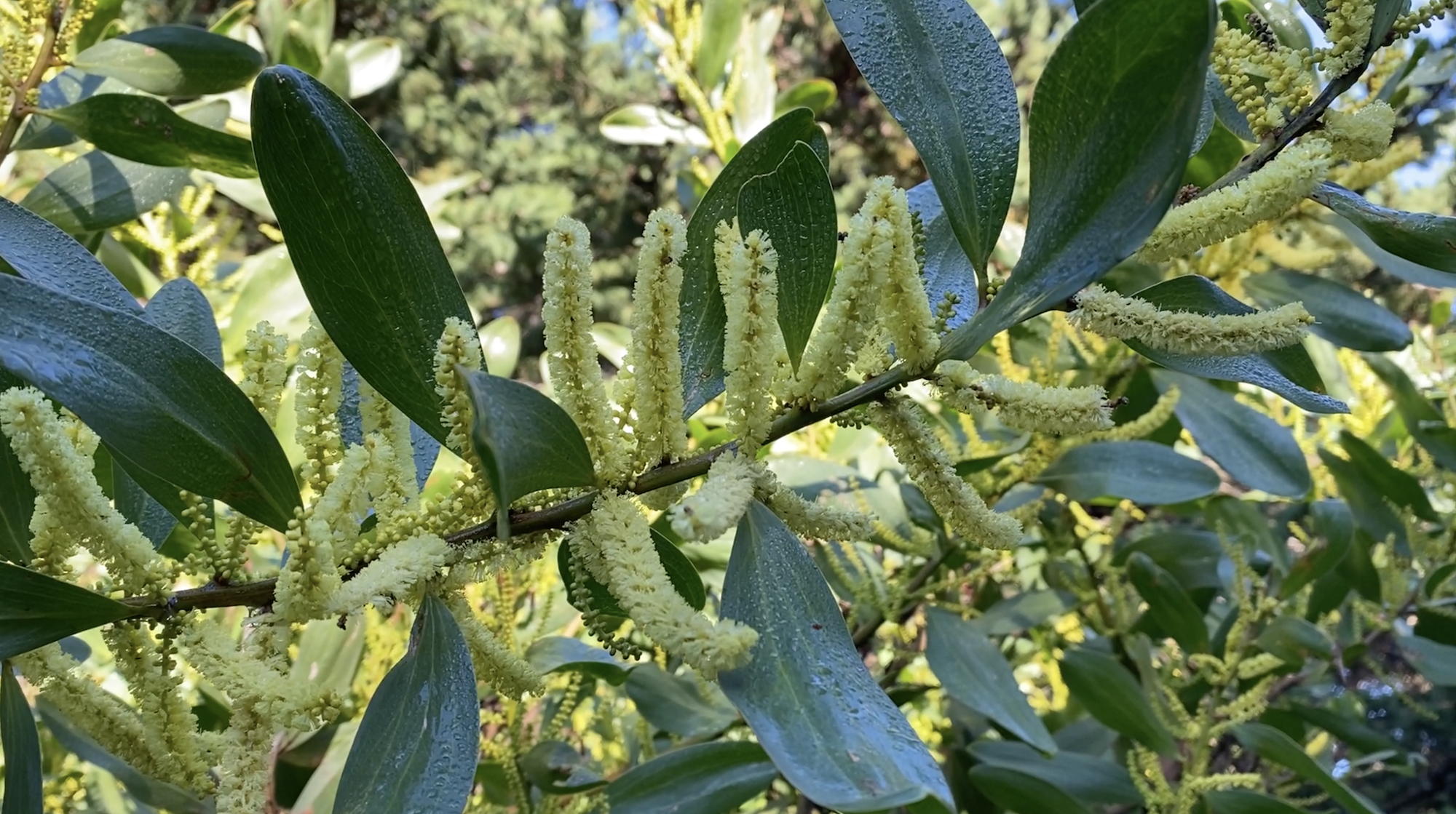 20240710_SydneyGoldenWattle_Flowering-05.png