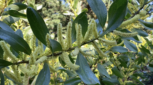 20240710_SydneyGoldenWattle_Flowering-05.png